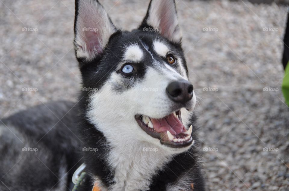 A beautiful Siberian Husky shot from above features a blue eyed and very happy dog. Neutral background, very smiley dog.