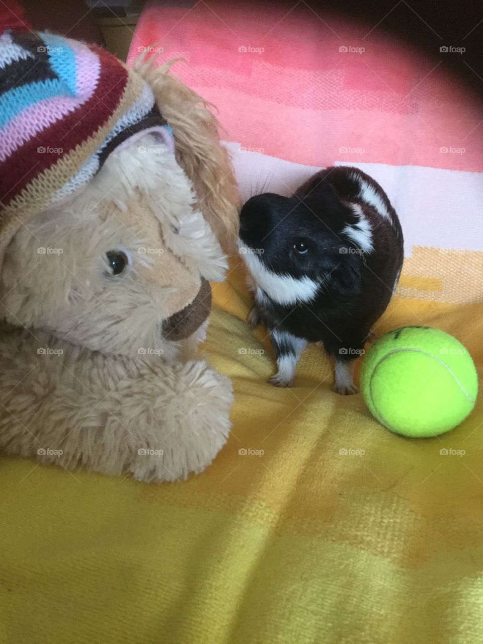 Playtime for guinea pigs 