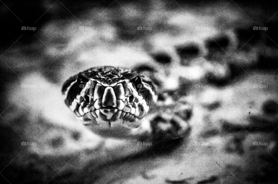 Snake Staring Me Down. He was ready to strike...