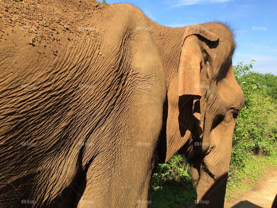 Giant elephant 