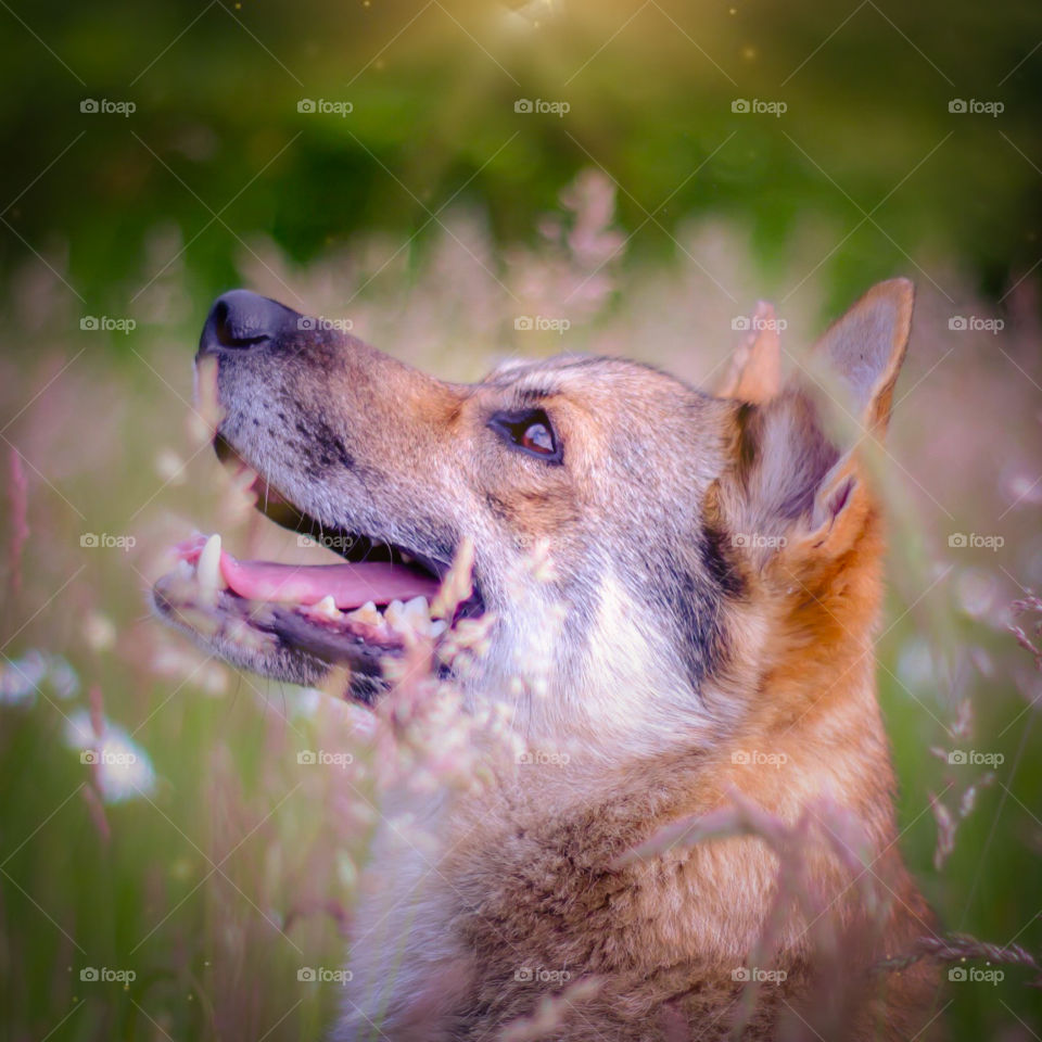 happy dog ​​on the meadow