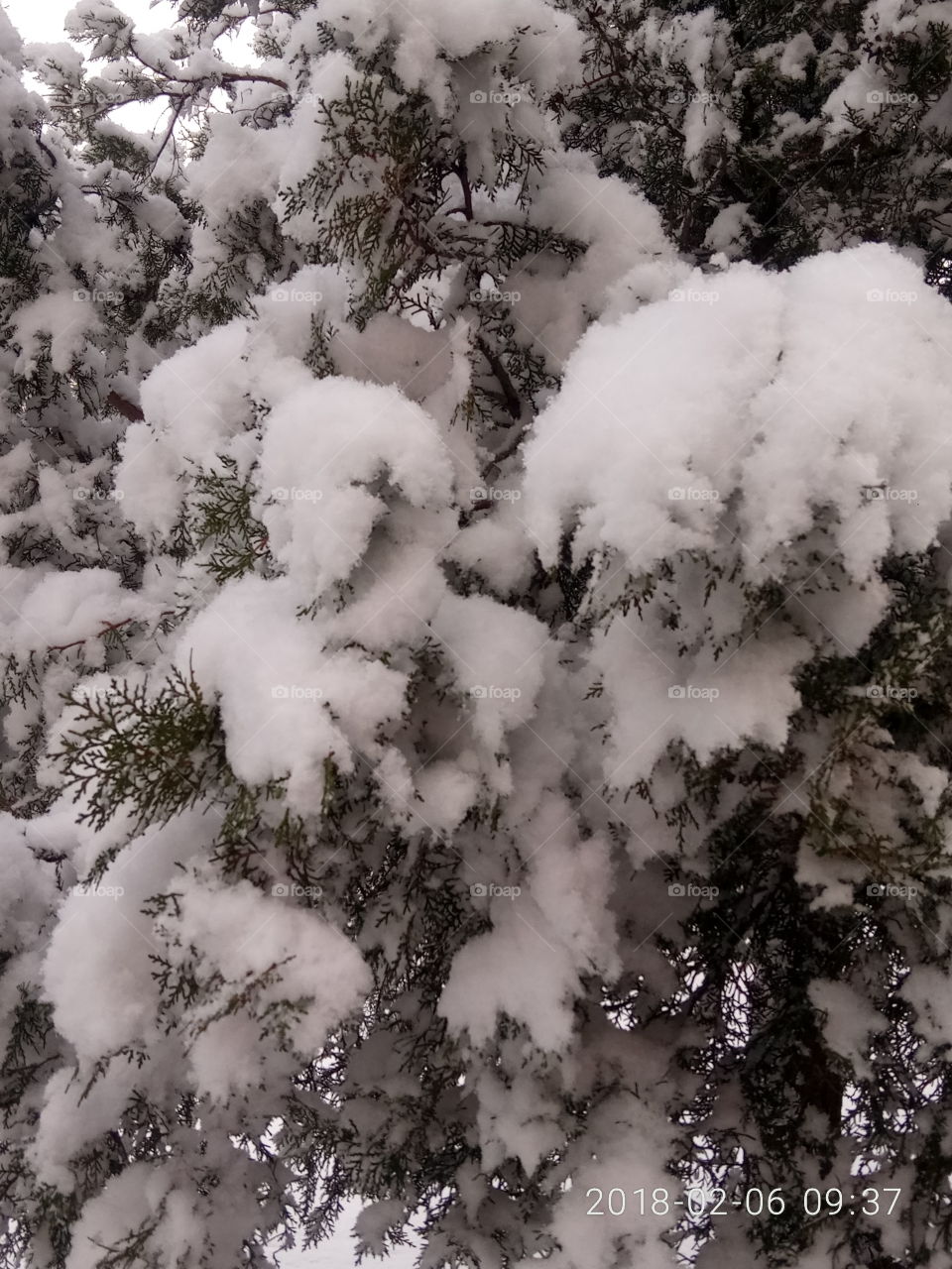 No Person, Nature, Winter, Tree, Outdoors