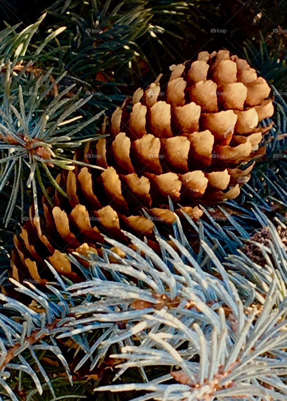 Pine tree with its fruit