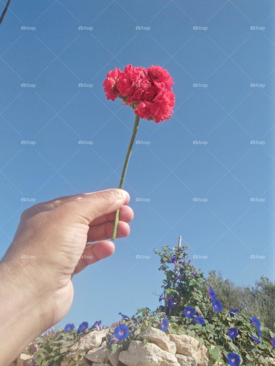 Beautiful red flower embraced blue sky.