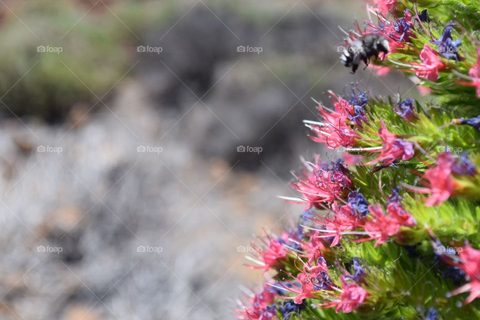 Bee on Teide native flower