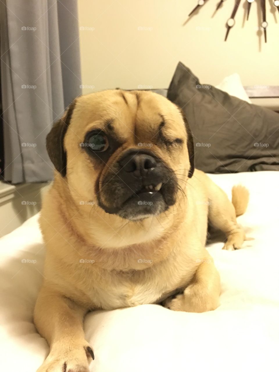 Pug bedtime
