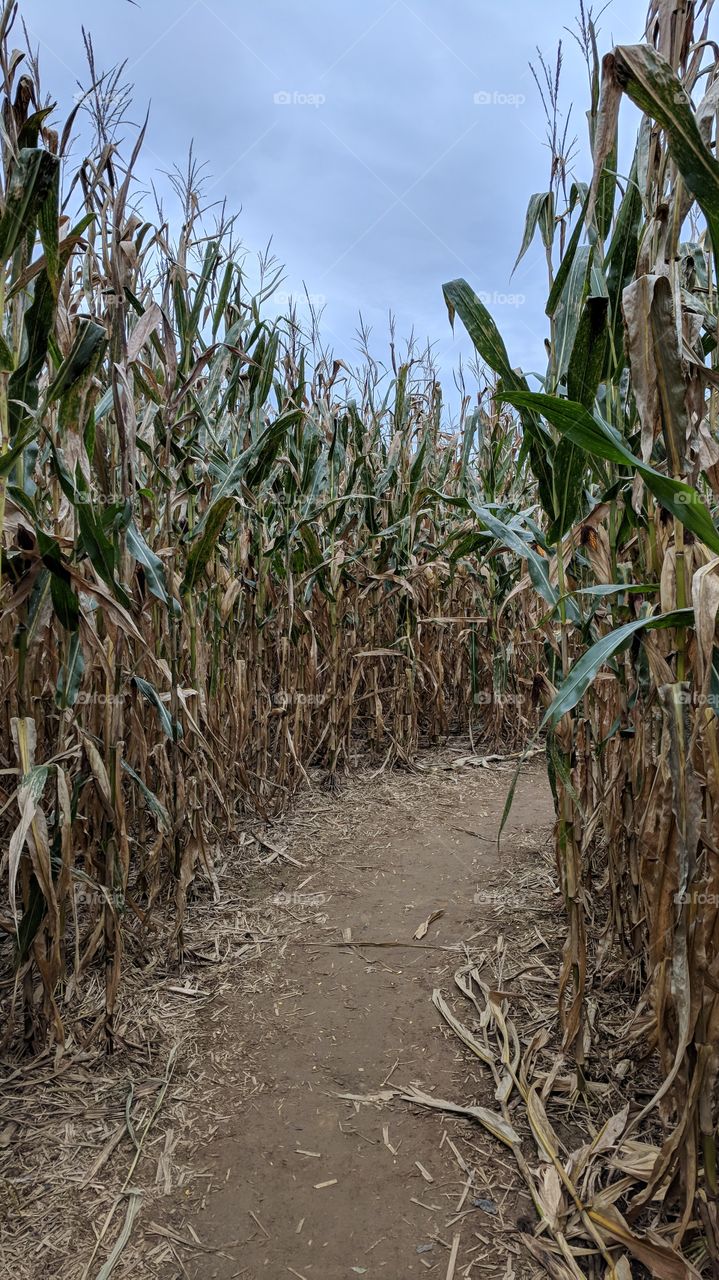 Creepy Spooky Halloween Corn Maze