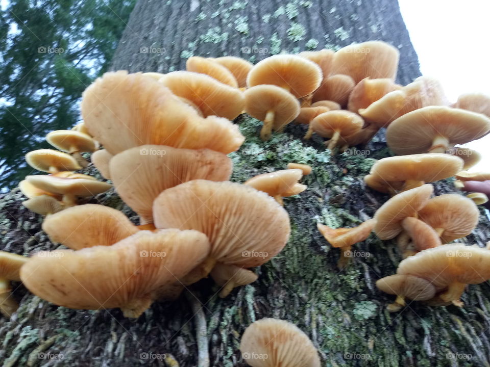 orange mushrooms growing on a stump after heavy rainfall