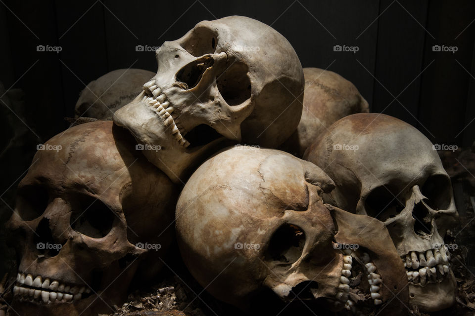 Skulls on show for the public at a local museum in Sweden.