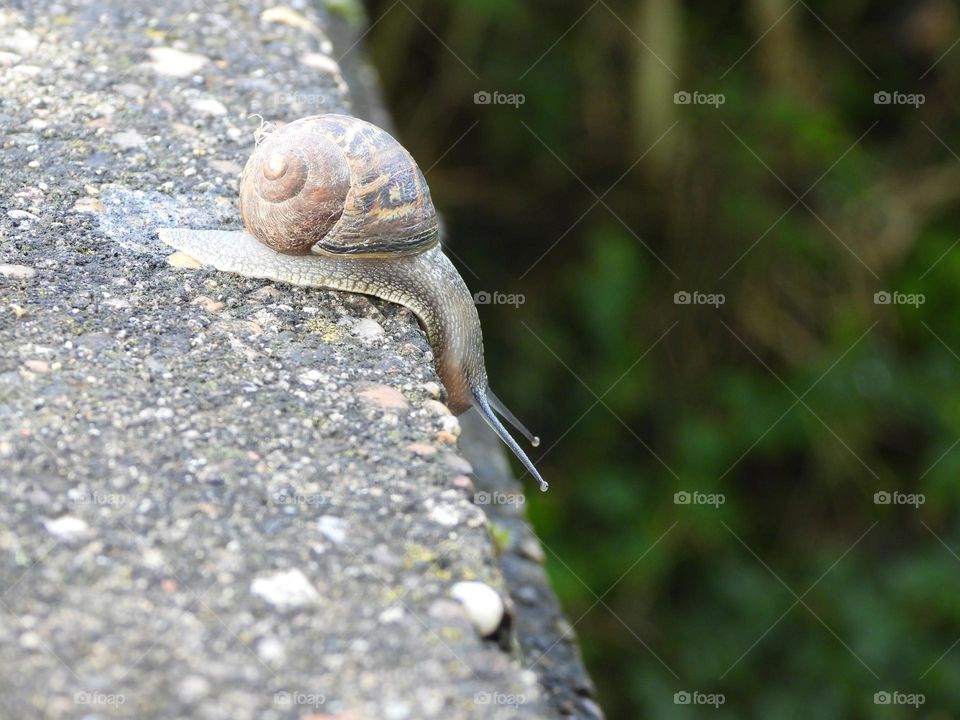 A snail on a wall
