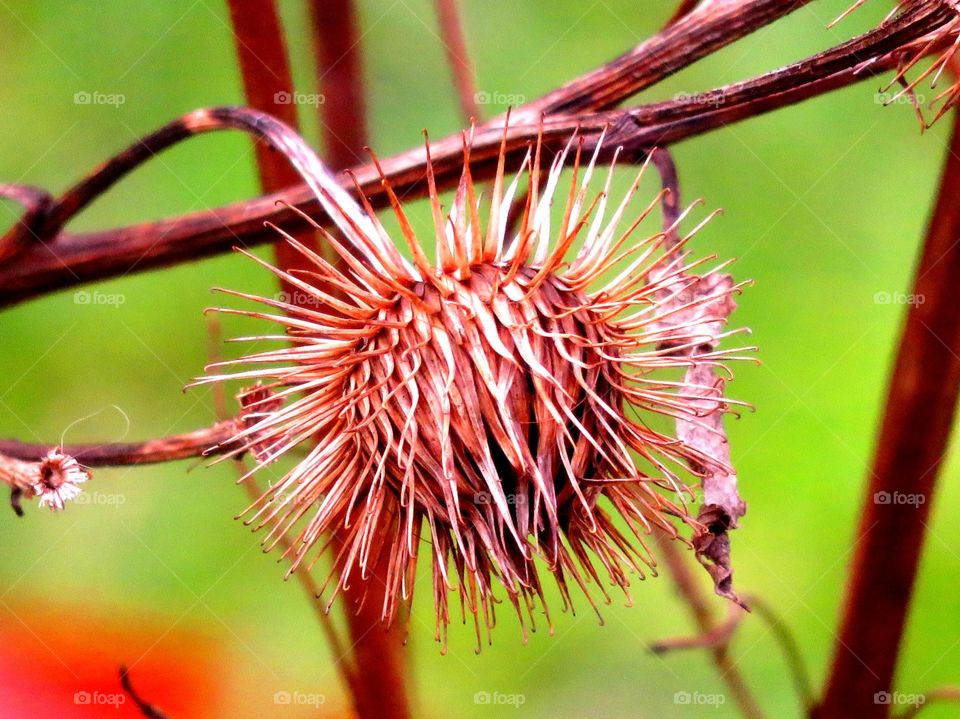 Macro shots