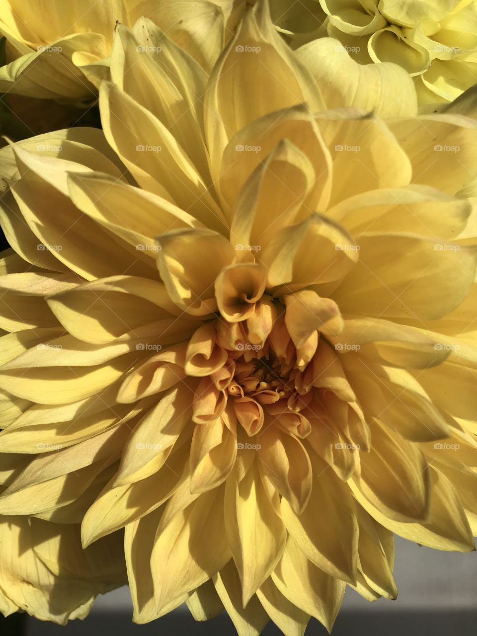 Beautiful yellow dahlia from a gorgeous friend. 