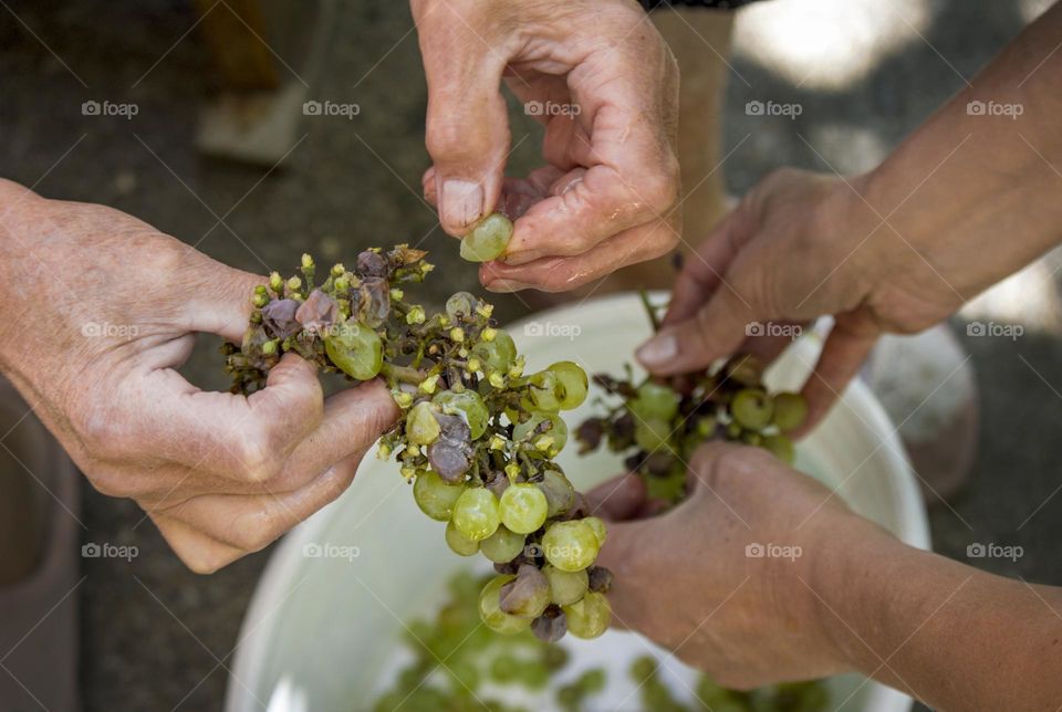 Hands holds grape