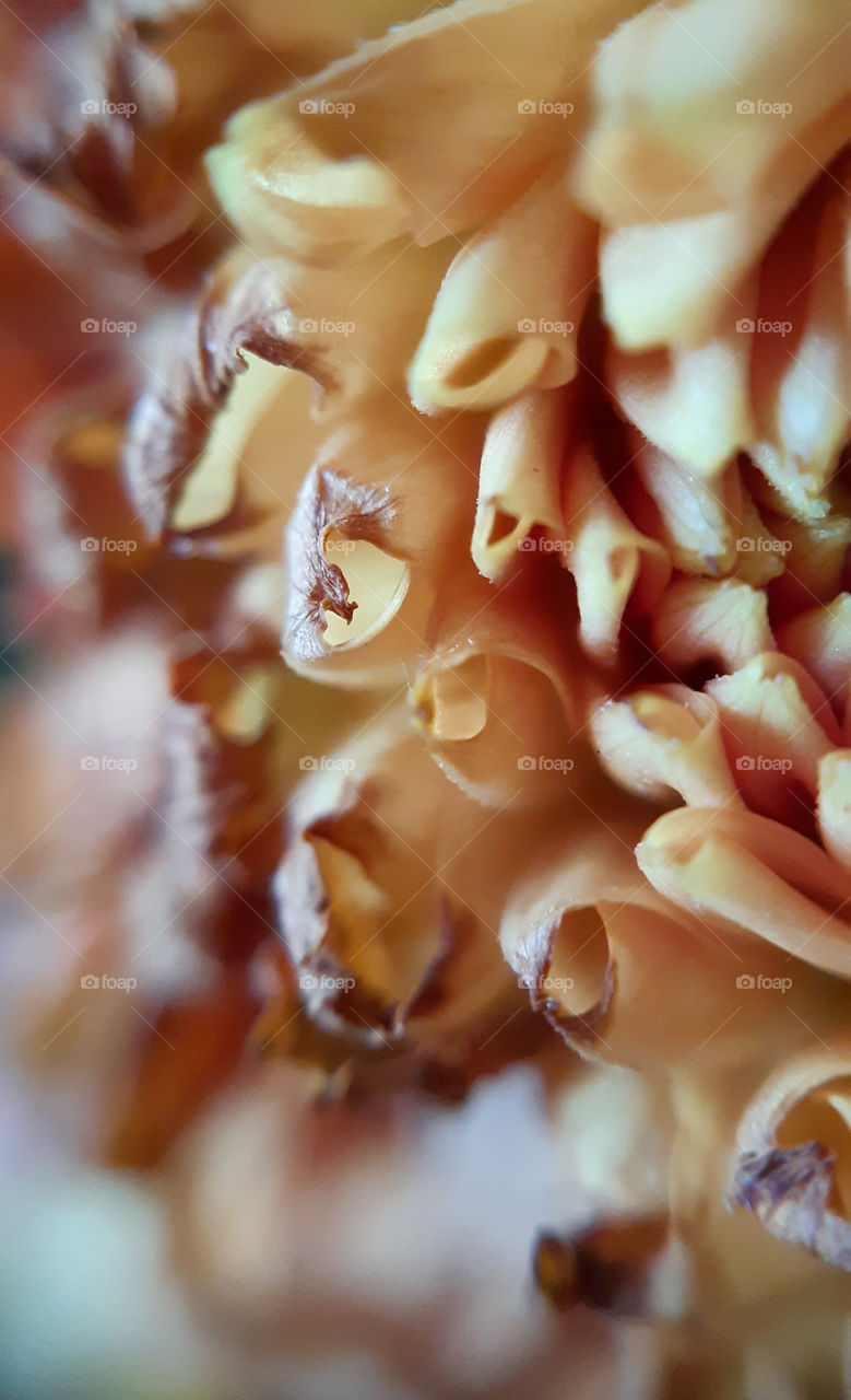 macrophoto of the flower