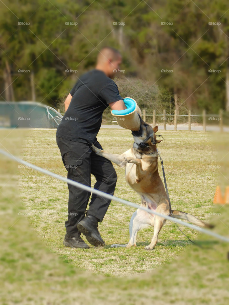 K9 dogs and their handlers prepare for their annual certification as they demonstrate their tactics!