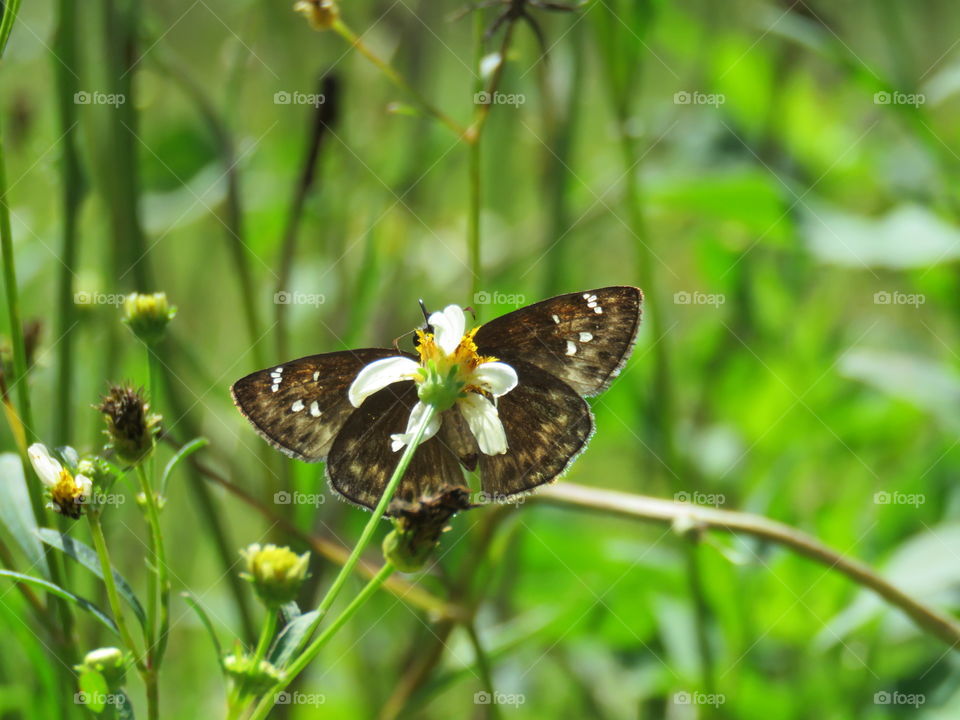 duskywing smelling the flowers