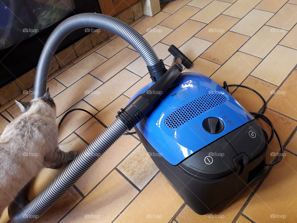 My cat exploring the new vacuum cleaner