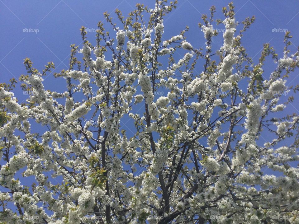 A Tree with white flowers in full bloom in Spring 