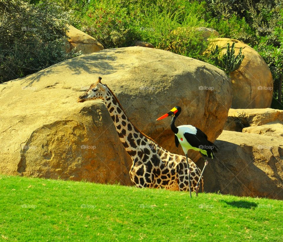 giraffe and tropical bird