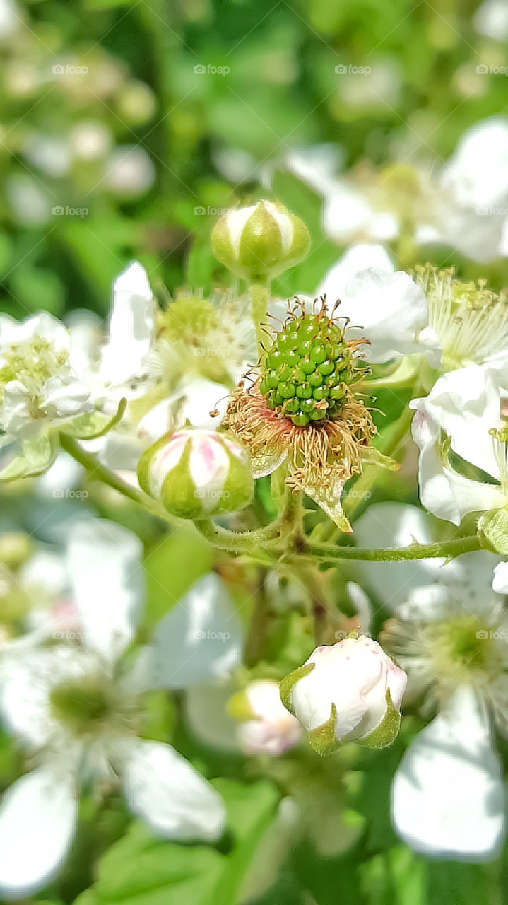 green unripe dew berry on stem