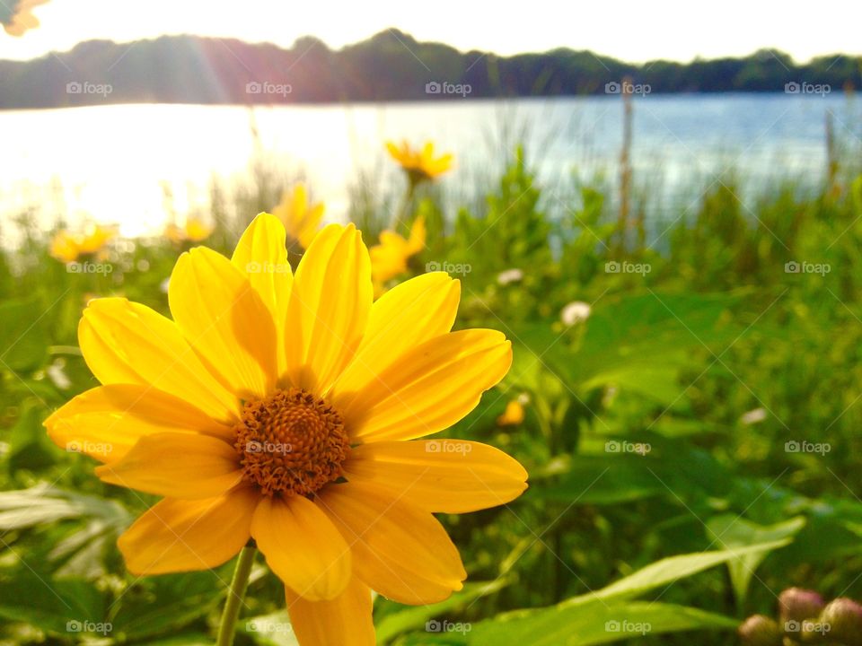 View of yellow flower near lake