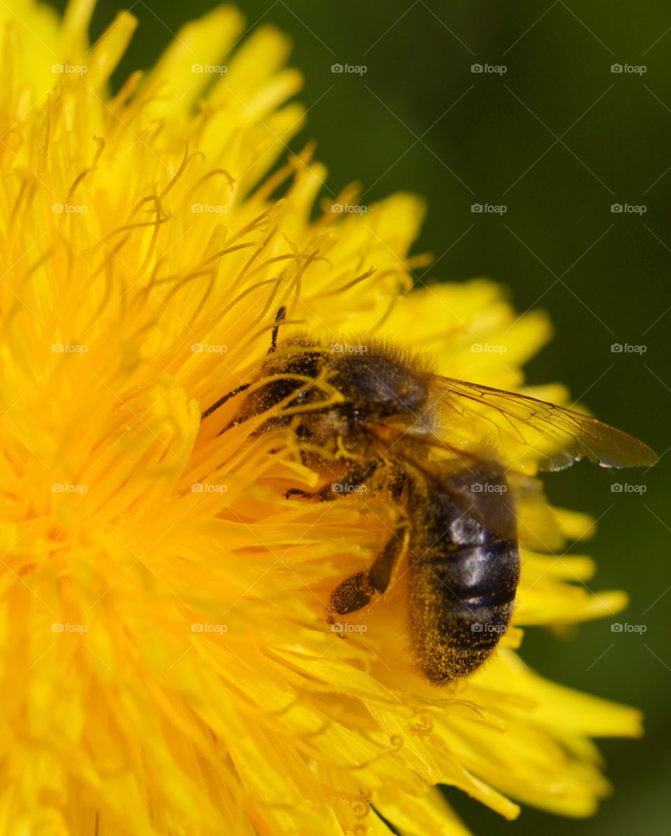 Honey bee covered with pollen