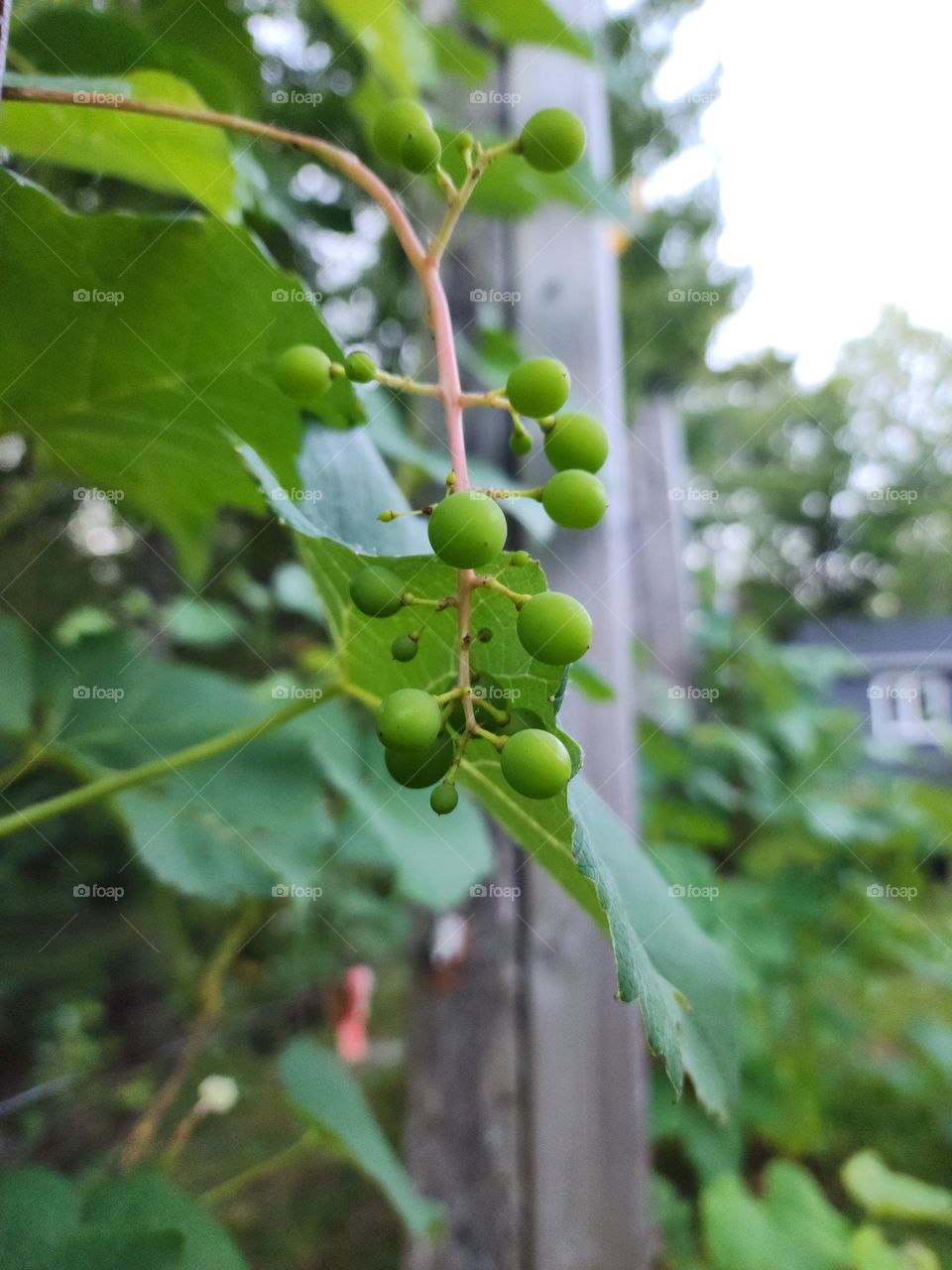 Grapevines