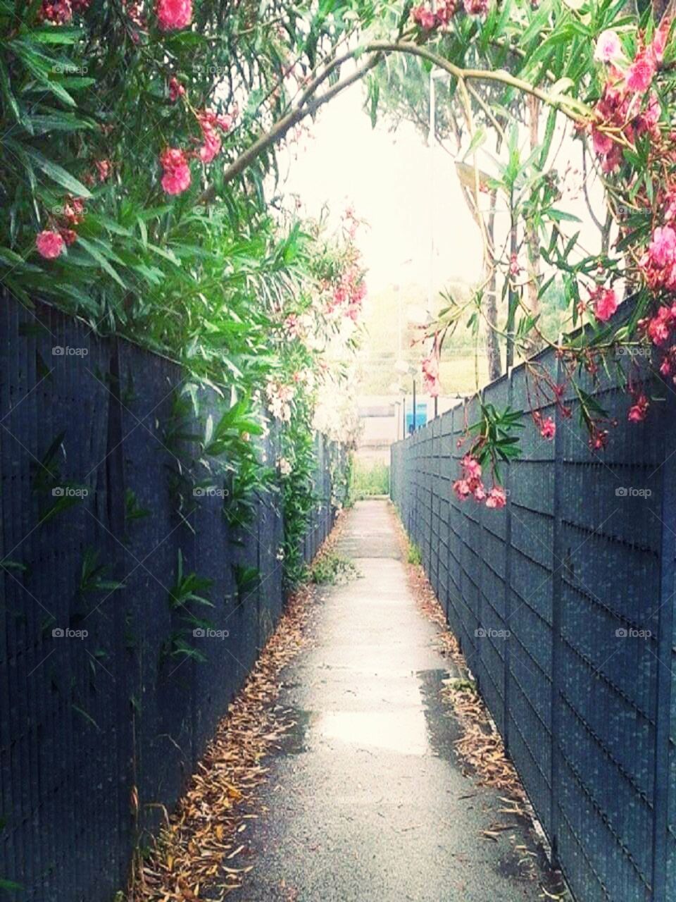 an alley way with flowers