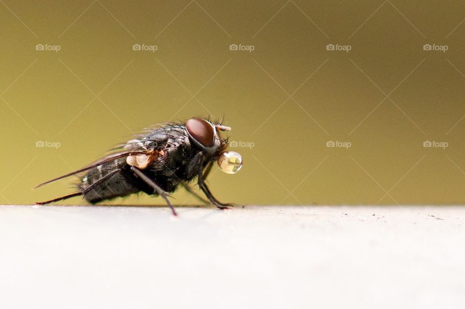 Drinking fly