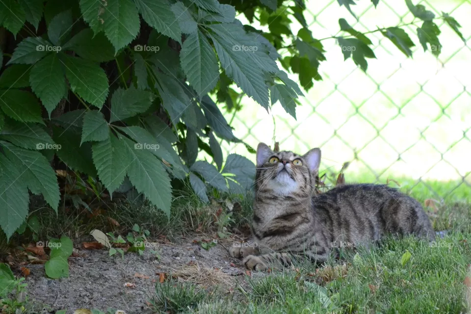 wild cat