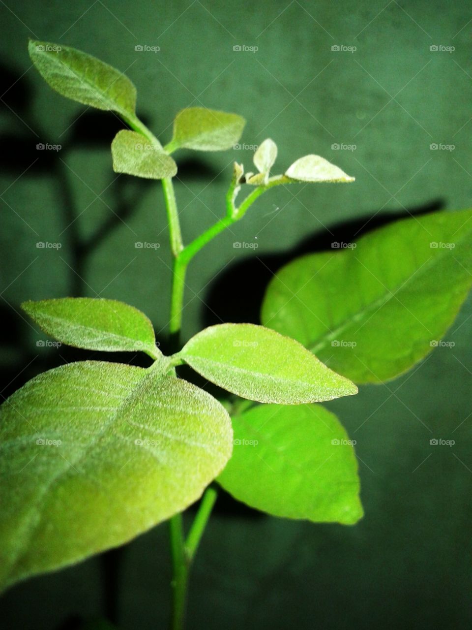 Elevated view of plant