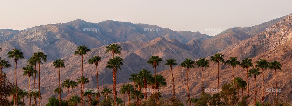Palm trees and mountains