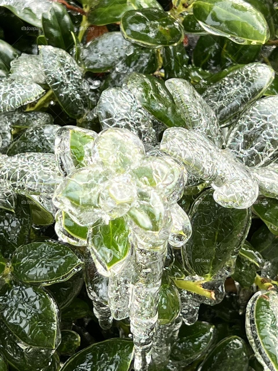 Iced Holly