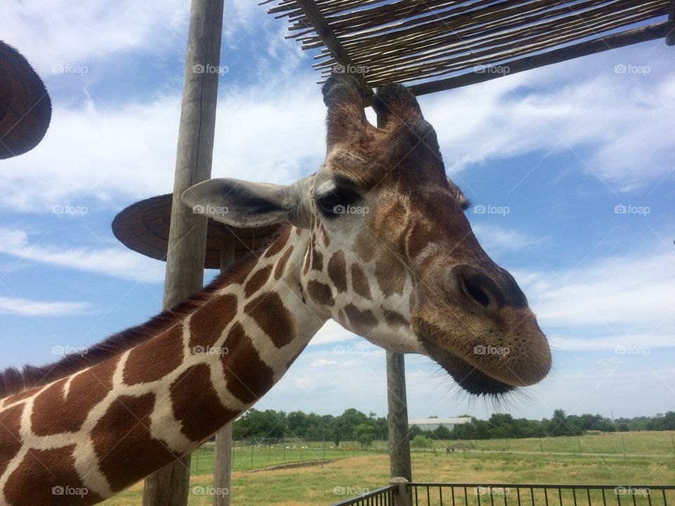 Friendly giraffe 