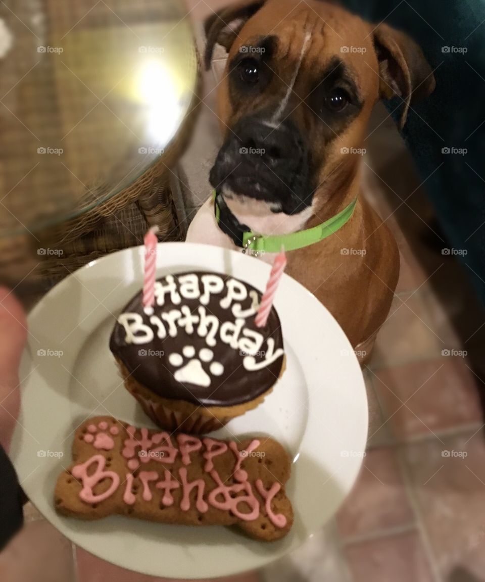 Birthday pup

