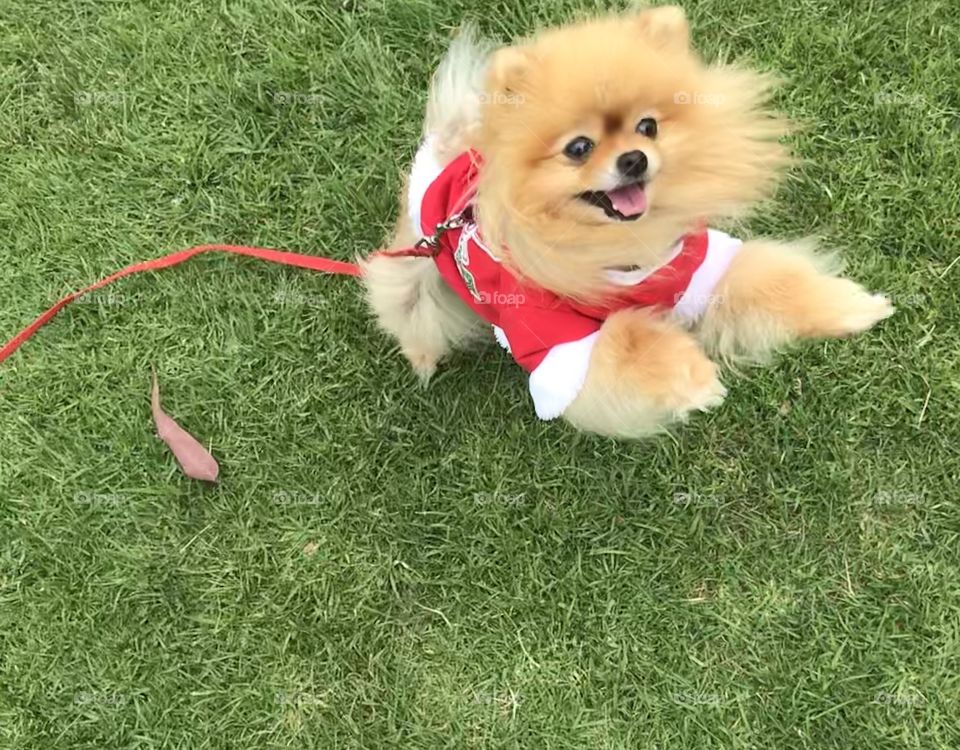 Little cute Pom with Christmas costume at the Duck Park Mentone Melbourne Australia 