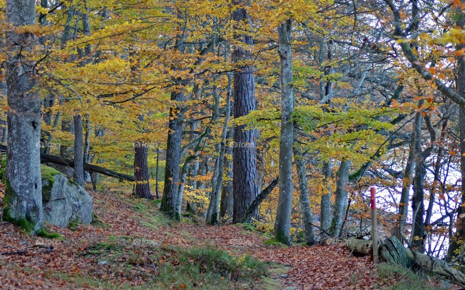 In to the woods at fall