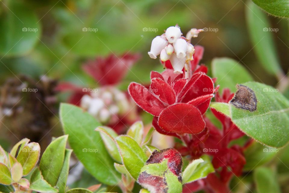 California Wildflower