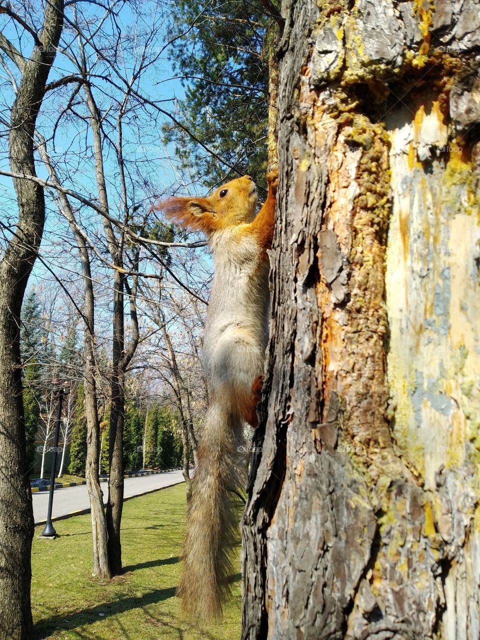 Squirrel