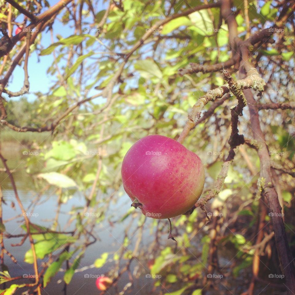 wild apple