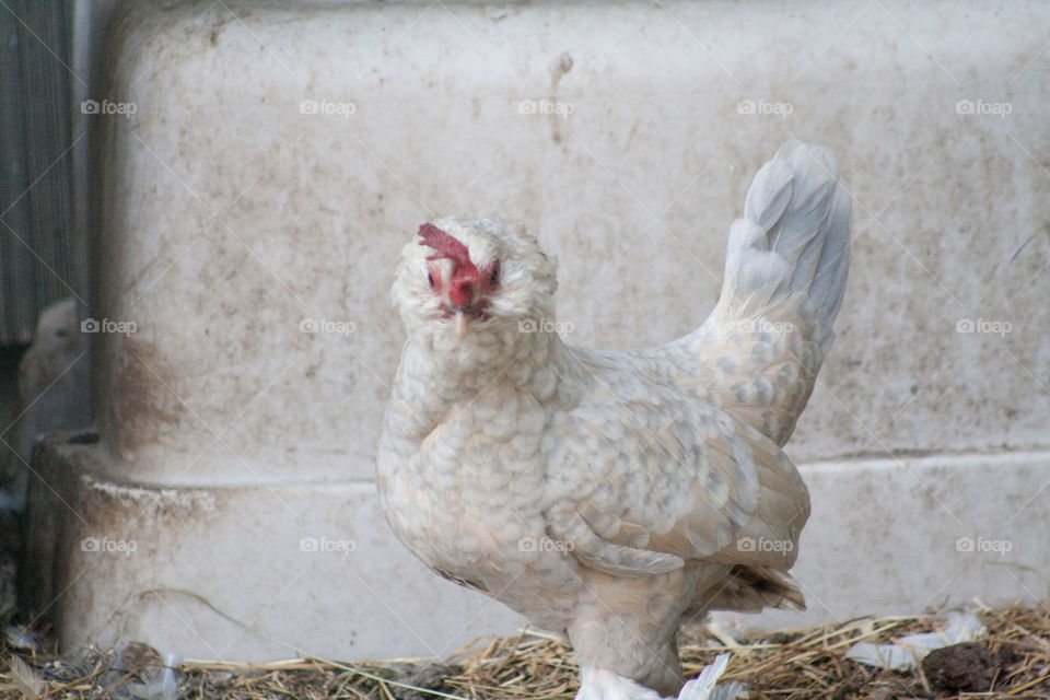 Do the funky chicken. 