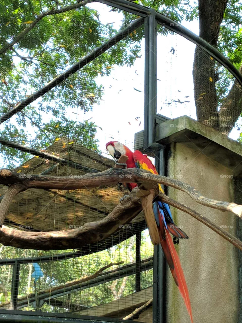 Bird