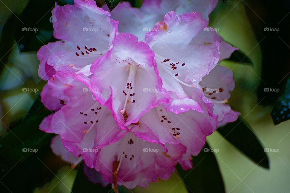 White and pink rhododendrons