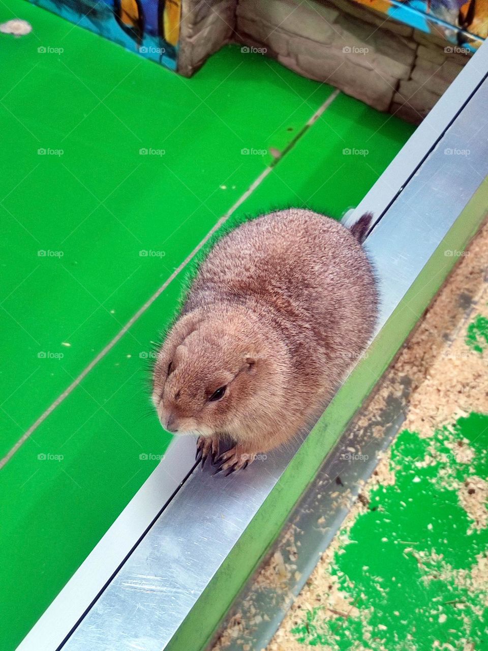 Photo of a Black-tailed prairie dog sitting in a zoo