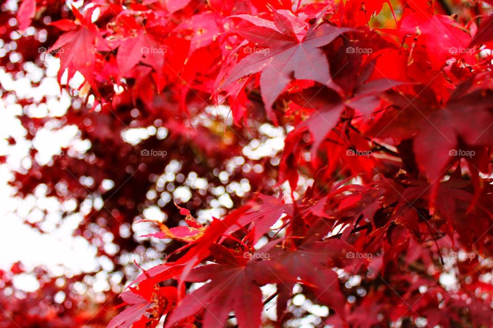 Maple leaf during autumn