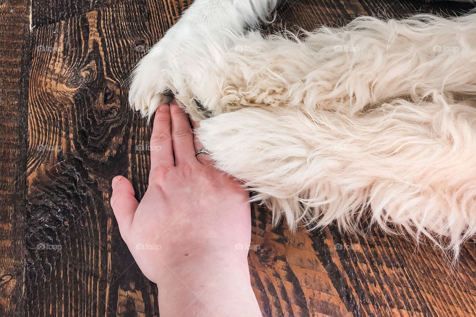 Big floofy snow doggies cuddle up in a sweet dog cuddle puddle! 