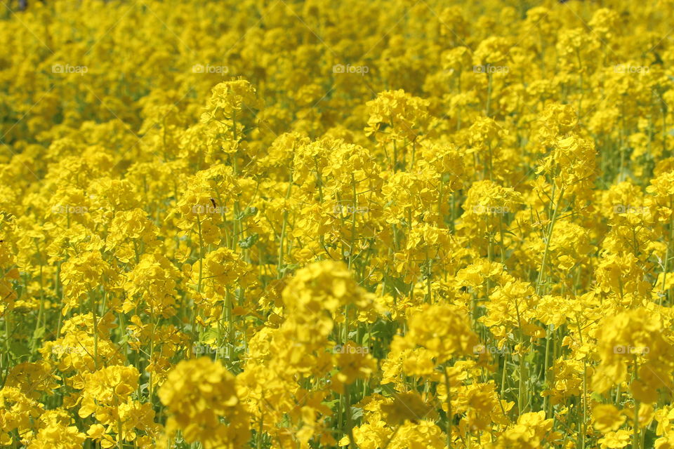Field of yellow spring flowers at Tokyo Park