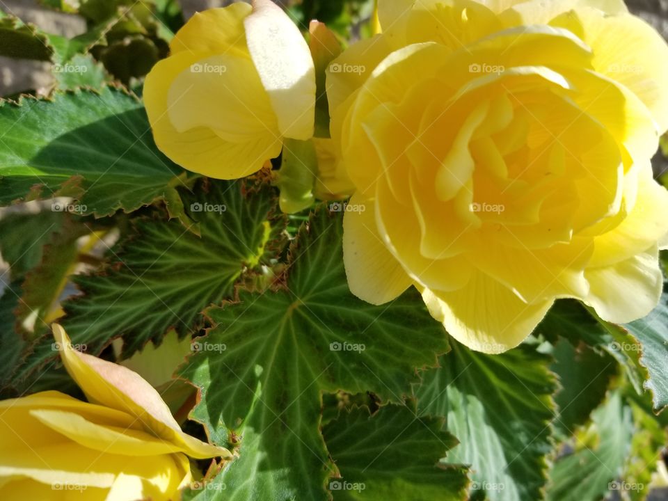 beautiful yellow roses