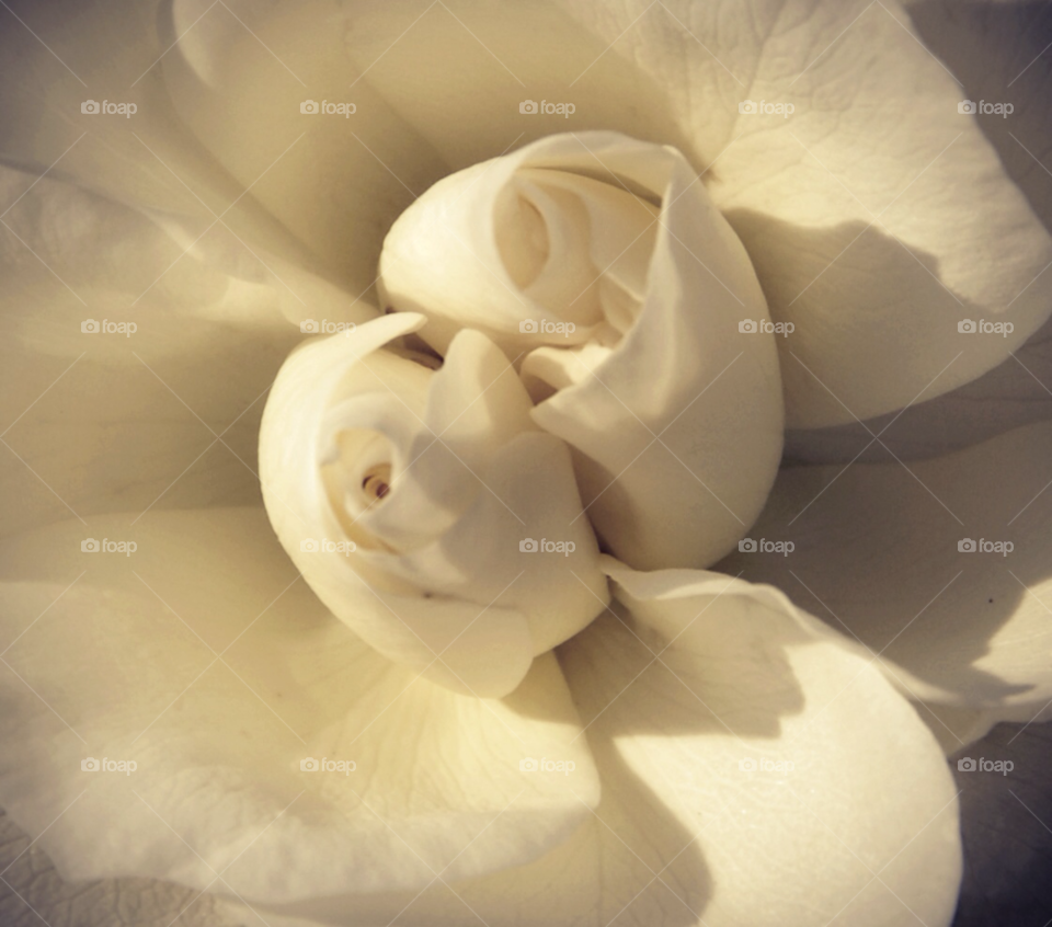 flower rose beautiful white rosé by lightanddrawing