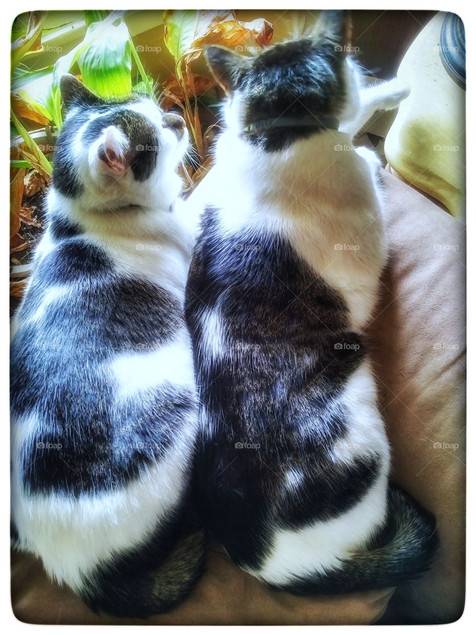 Animal, Fur, Mammal, Cat, Nature